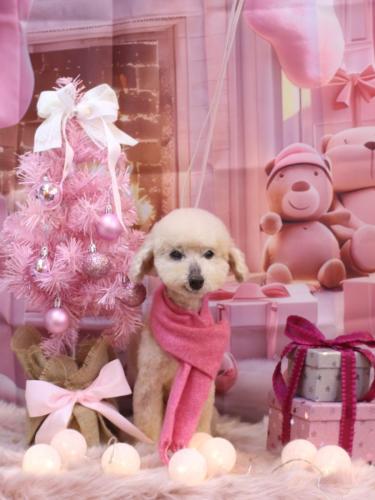 20241210あくびちゃん